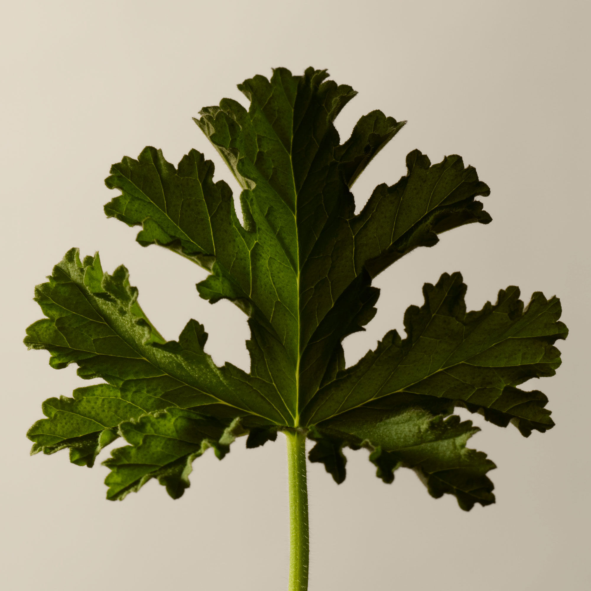 Gel Nettoyant a la Feuille de Geranium pour le Corps